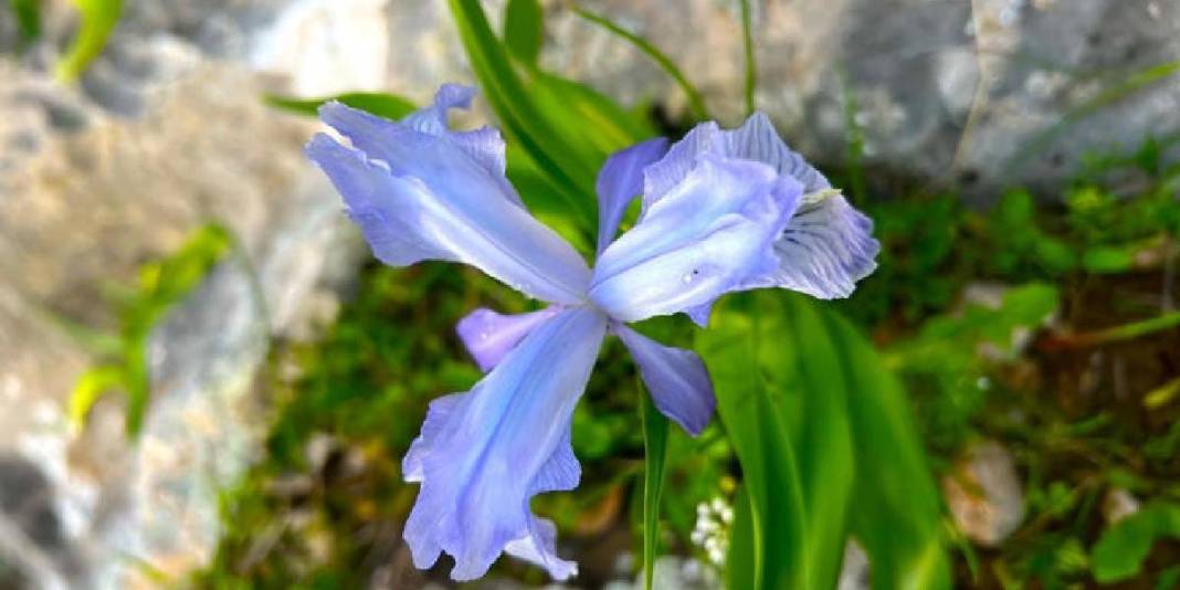 ‘Ayı Nevruzuyla’ Gerger kayaları rengarenk oldu! 2